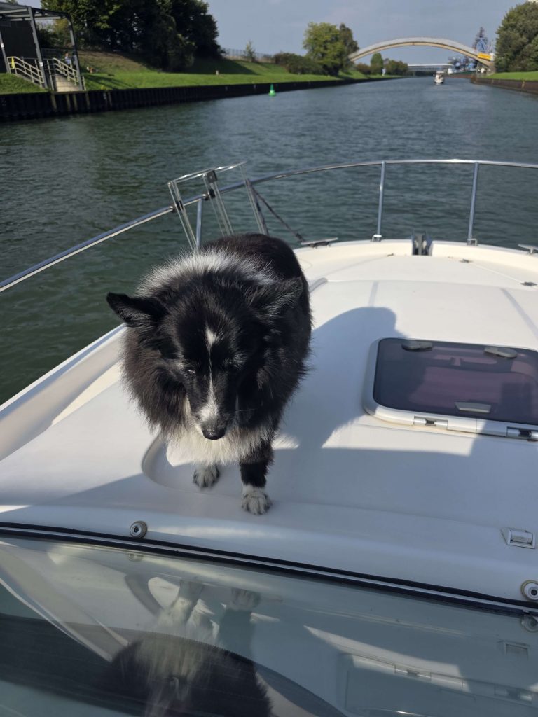 Hund steht auf dem Bug eines Bootes auf dem Kanal – Haustier auf Bootsfahrt bei Sonnenschein auf panikontour.de