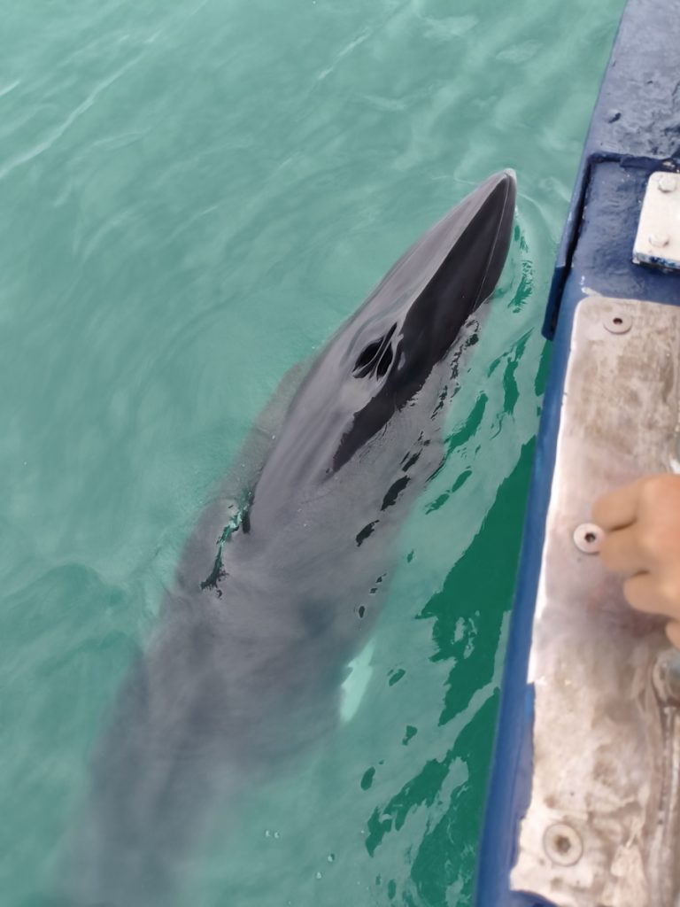 Zwergwal schwimmt direkt am Boot während einer Walbeobachtungstour in Húsavík, Island