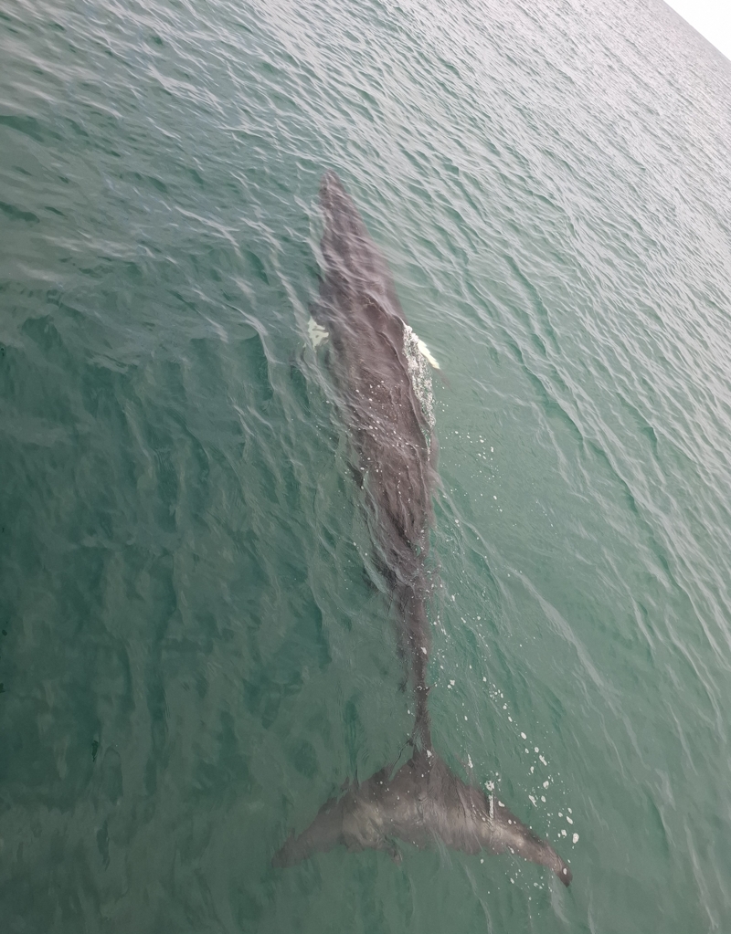 Wale in Island – Nahaufnahme eines Wales neben einem Boot bei einer Walbeobachtungstour